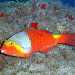 Pesce pappagallo